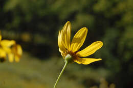 Image of tall tickseed