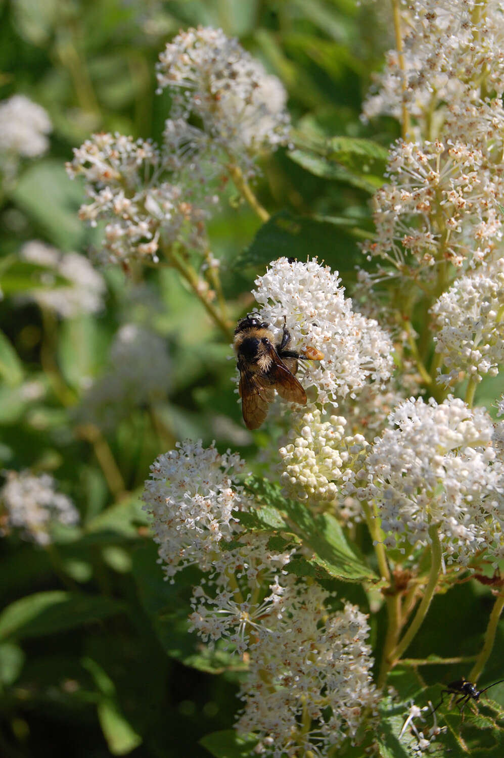 Image of ceanothus