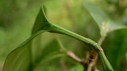 Image of Metrodorea maracasana R. C. Kaastra