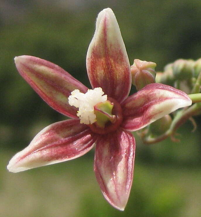 Image of cassava