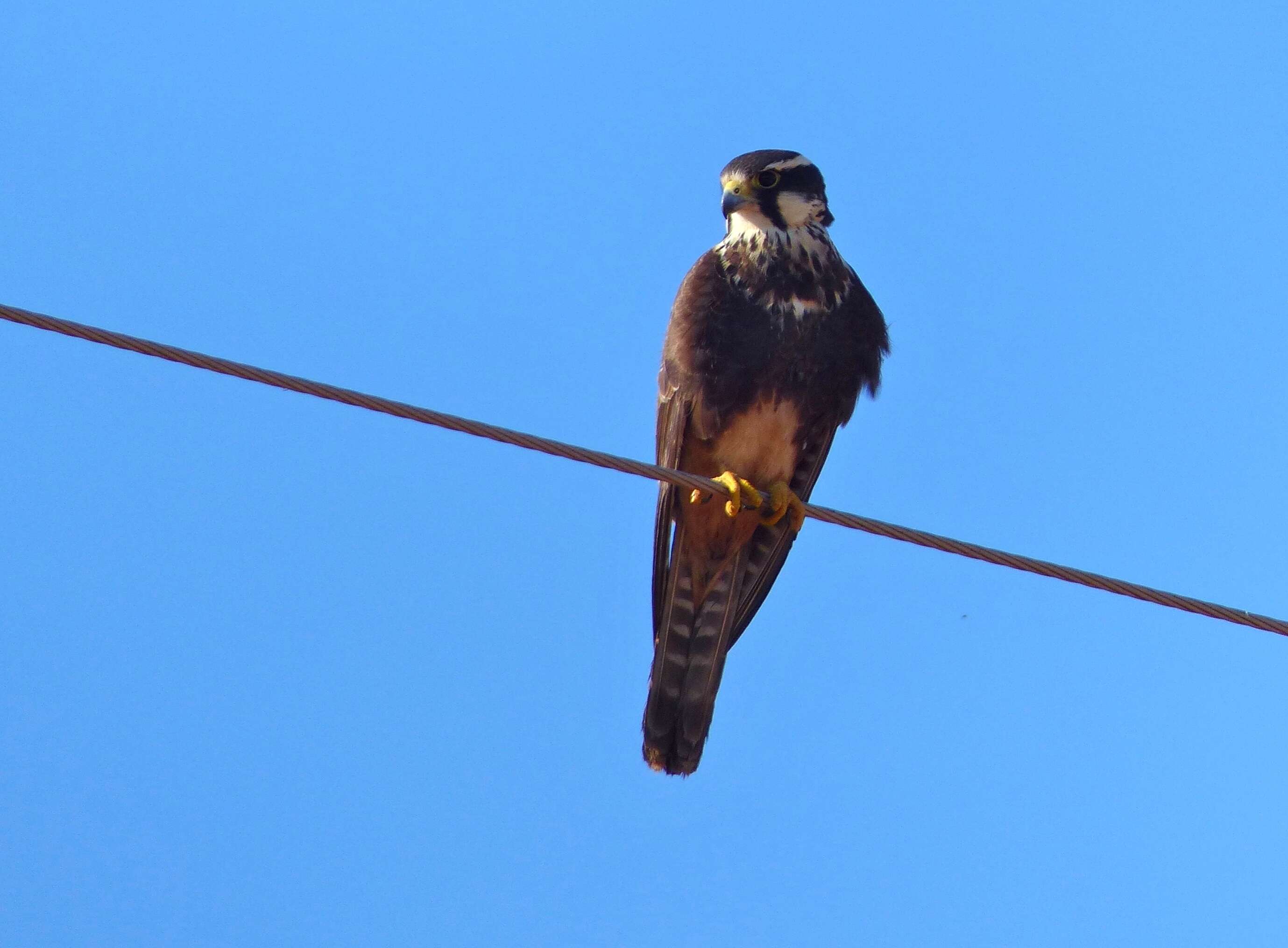 Image of Aplomado Falcon