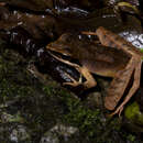 Image of Ryukyu Brown Frog