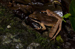 Image of Ryukyu Brown Frog