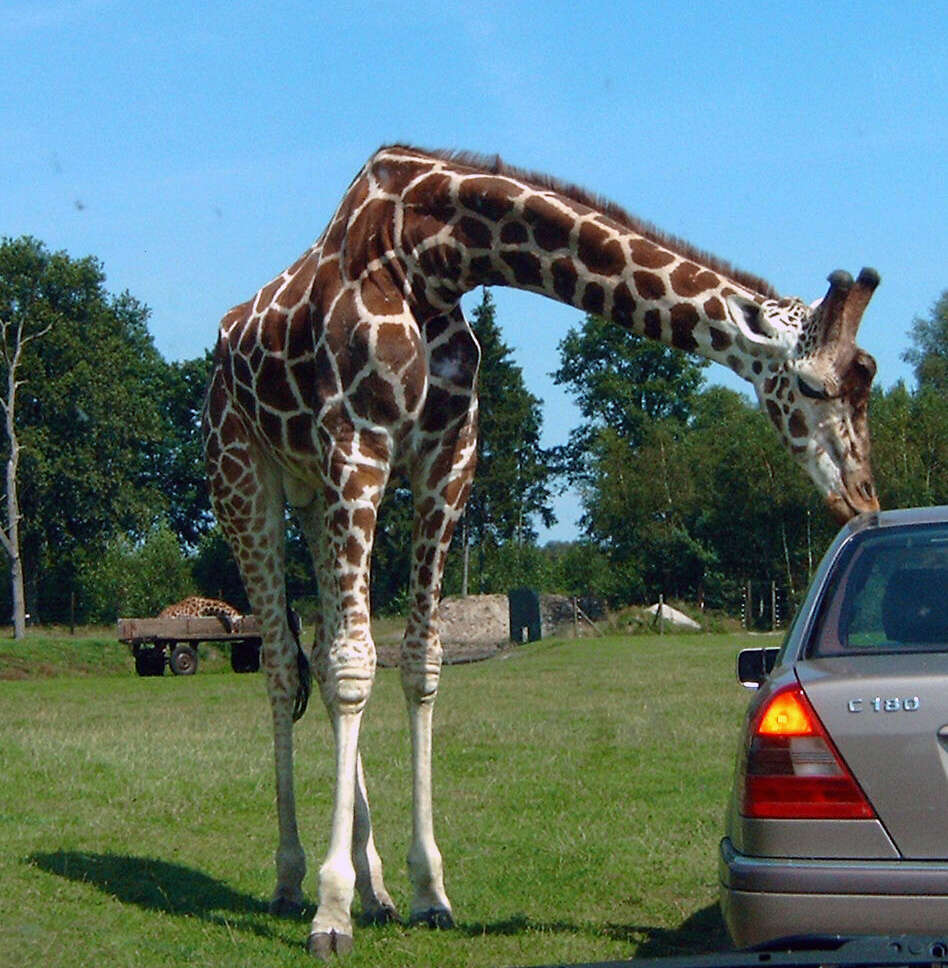 Image of Giraffes