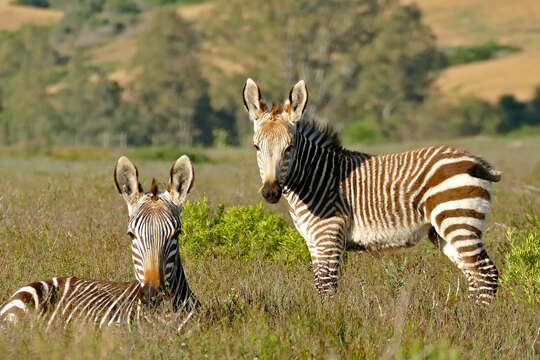 Image of Cape mountain zebra