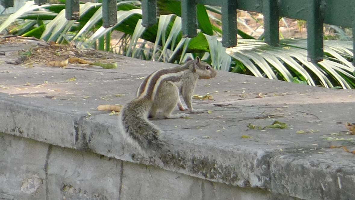 Imagem de Funambulus Lesson 1835