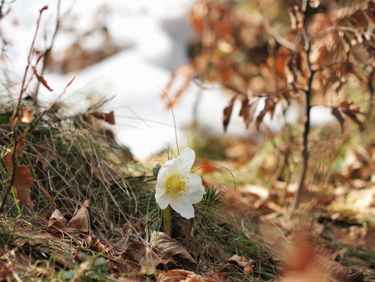 Image of Hellebore