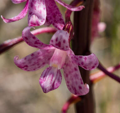 Image of hyacinth orchids