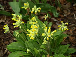 Image of Cowslip