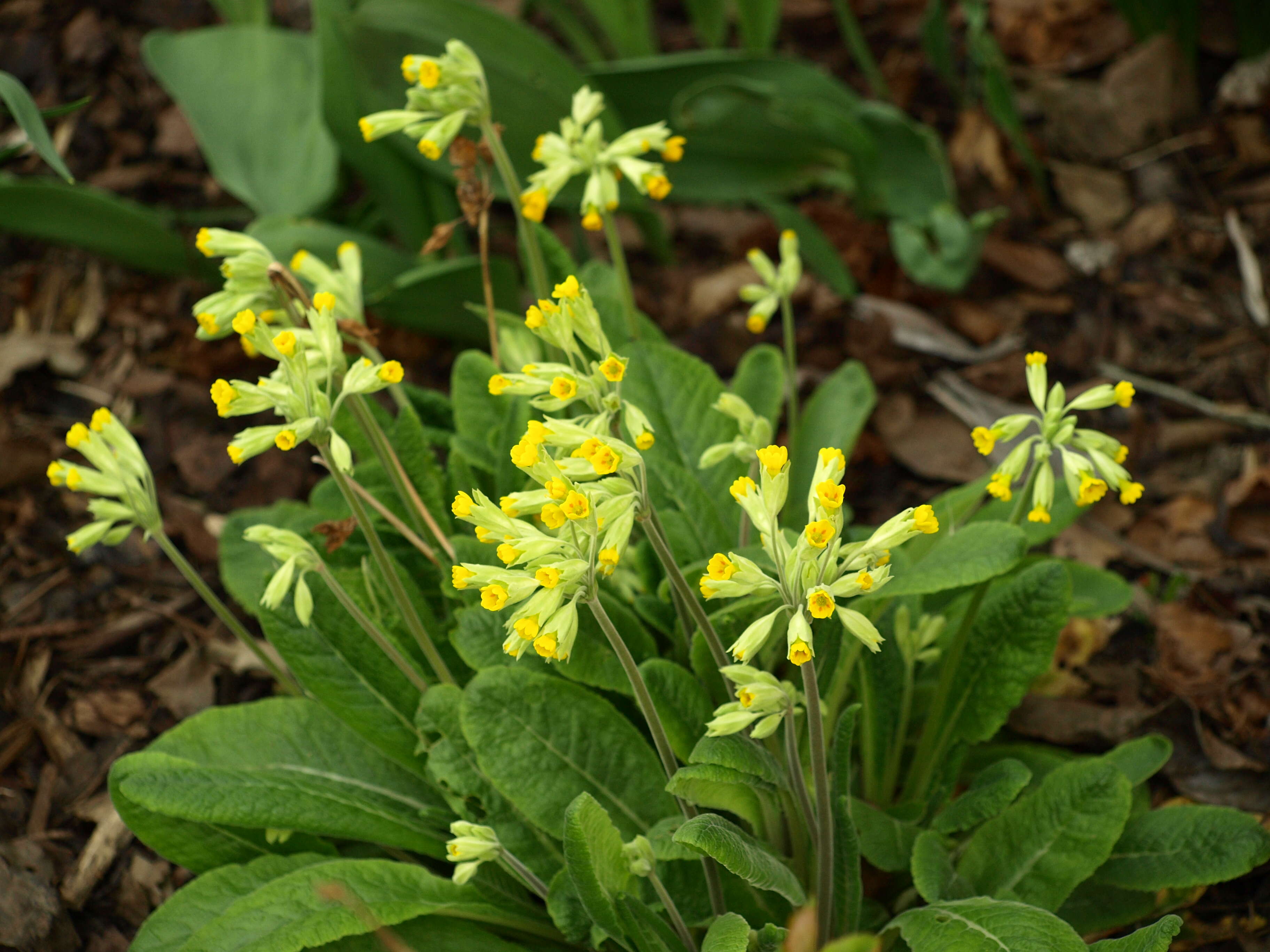 Image of cowslip