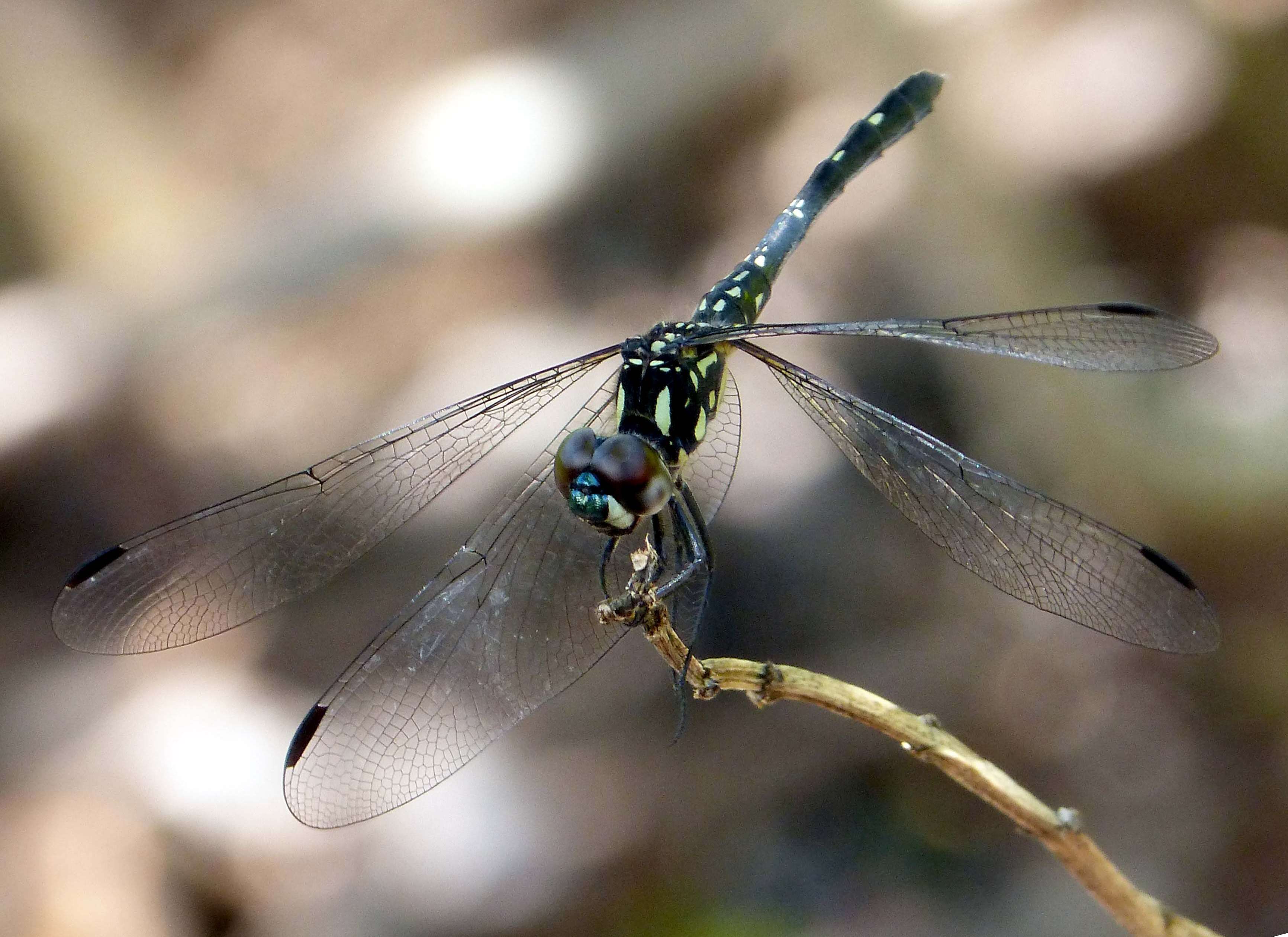 Imagem de Thalassothemis Ris 1909