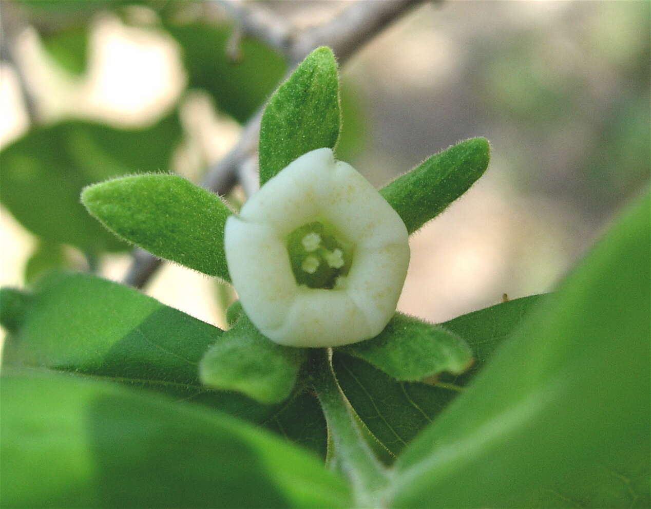 Image of Texas persimmon