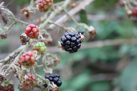 Imagem de Rubus fructicosus