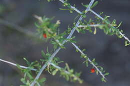 Image of Arizona desert-thorn