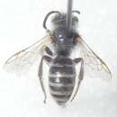 Слика од Halictus tripartitus Cockerell 1895