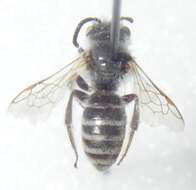 Image de Halictus Latreille 1804