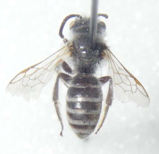 Image of Halictus Latreille 1804