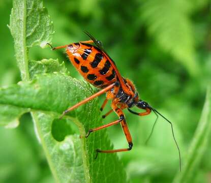 صورة Rhynocoris iracundus (Poda 1761)