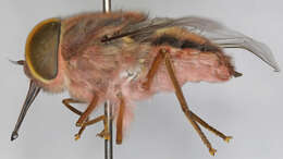 Trichophthalma rosea (Macquart 1846)的圖片