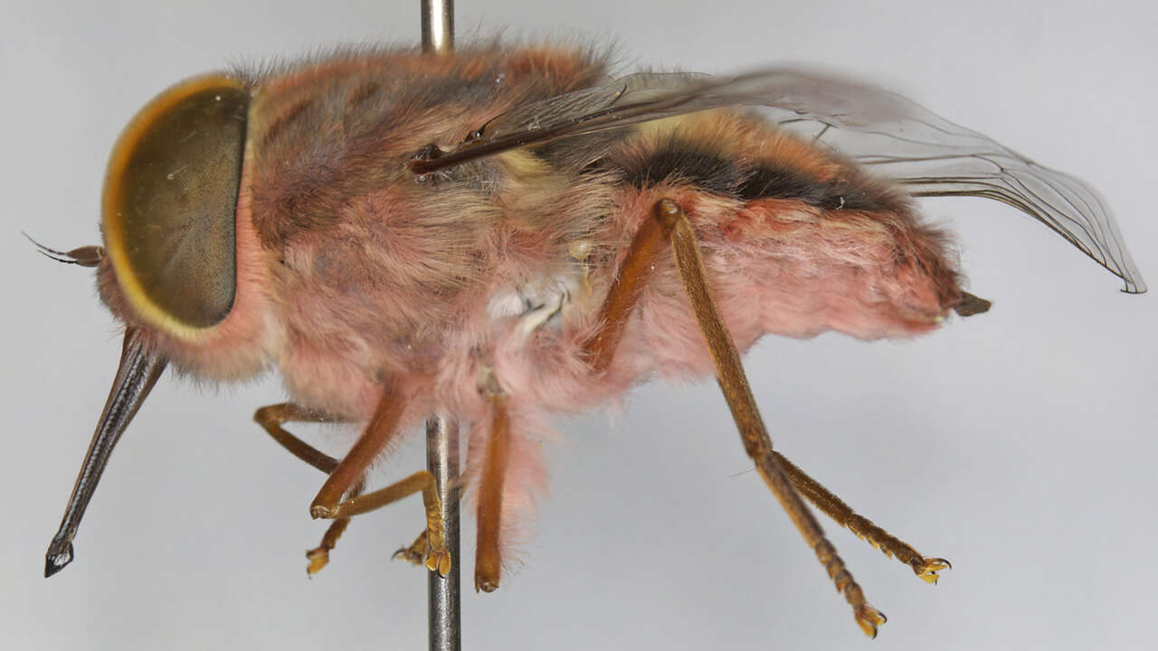 Image of Trichophthalma rosea (Macquart 1846)