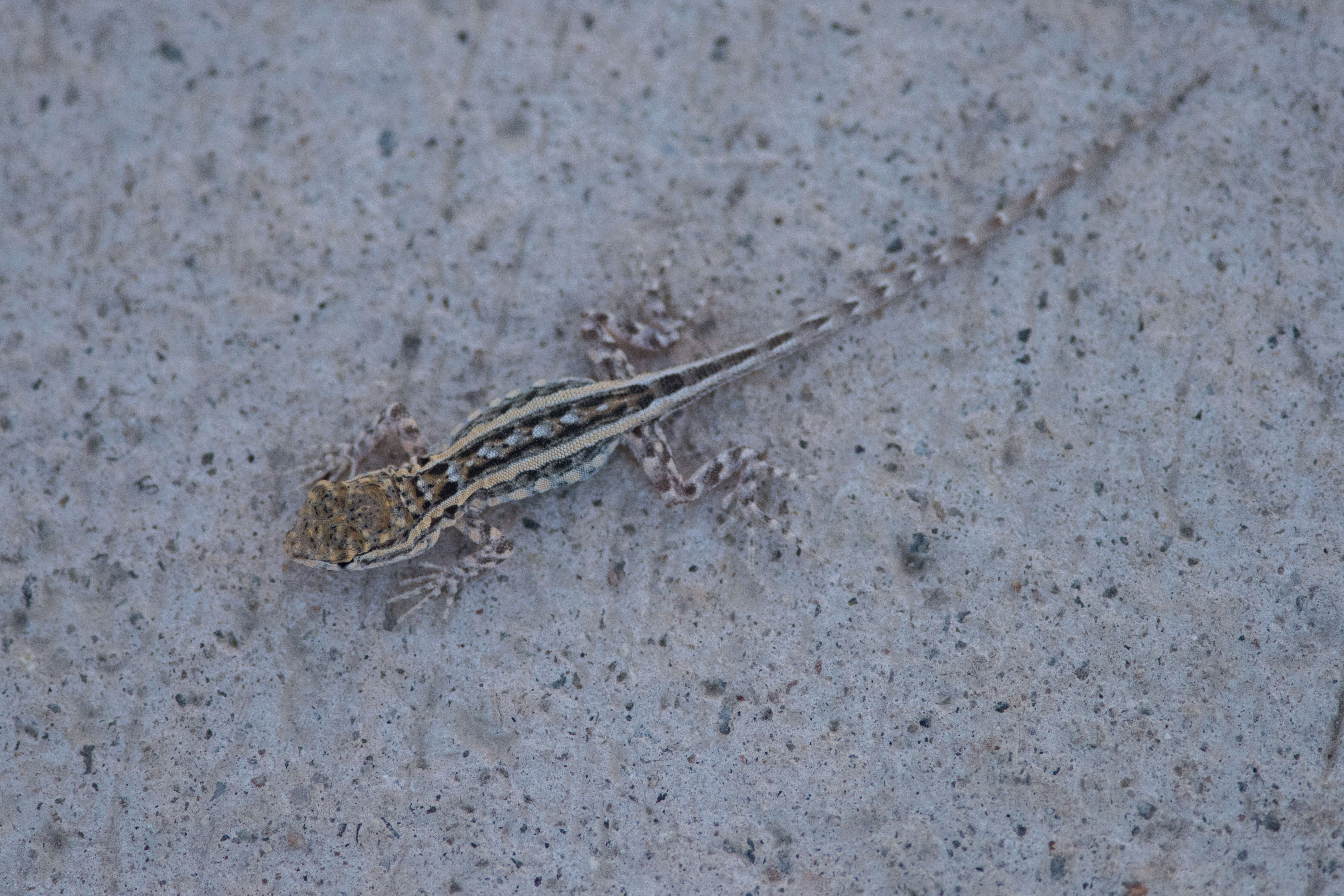 صورة Uta stansburiana elegans Yarrow 1882