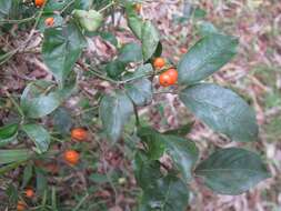 Gynochthodes jasminoides (A. Cunn.) Razafim. & B. Bremer的圖片