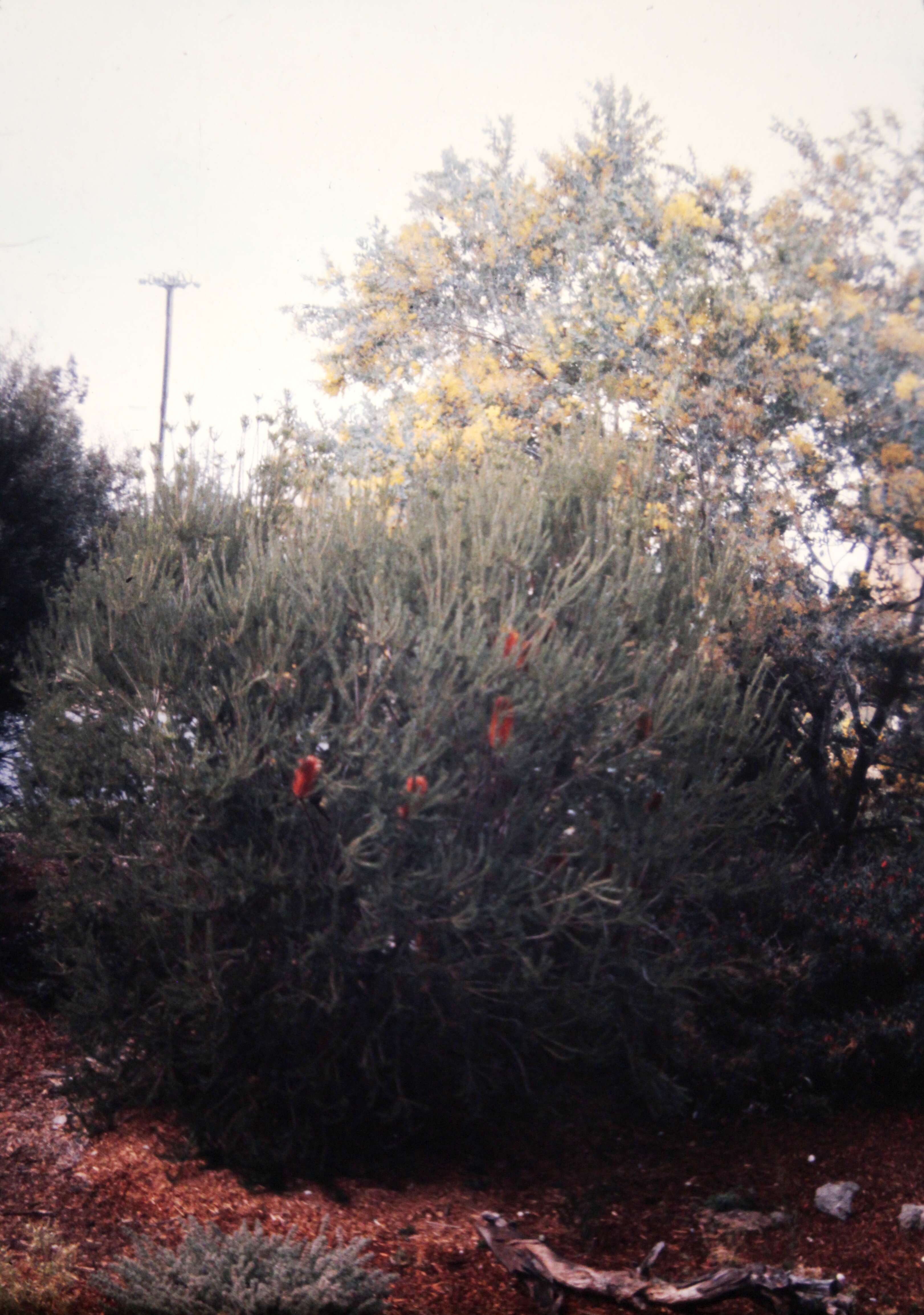 Image of heath-leaf banksia