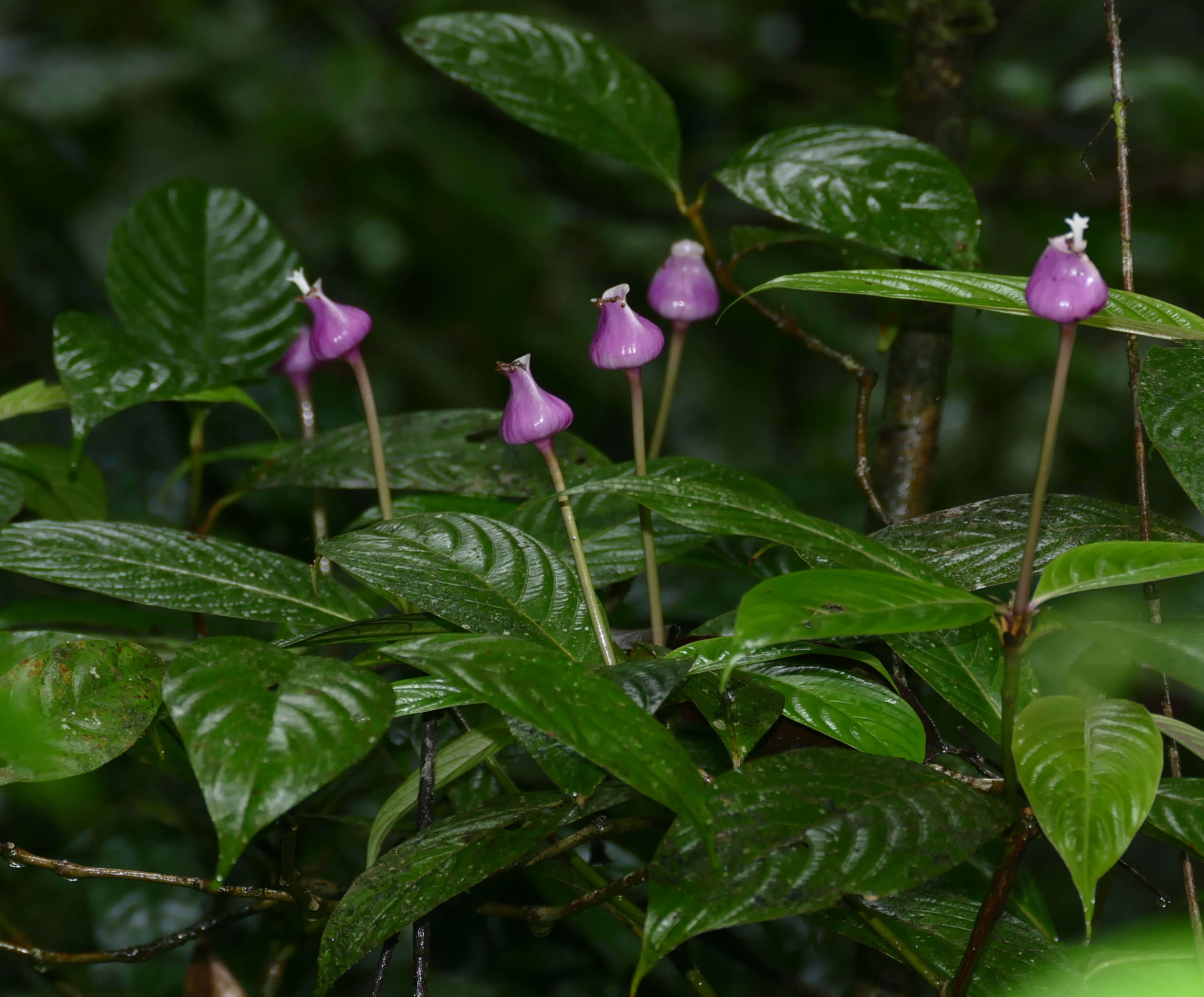 Image of Psychotria urceolata Steyerm.