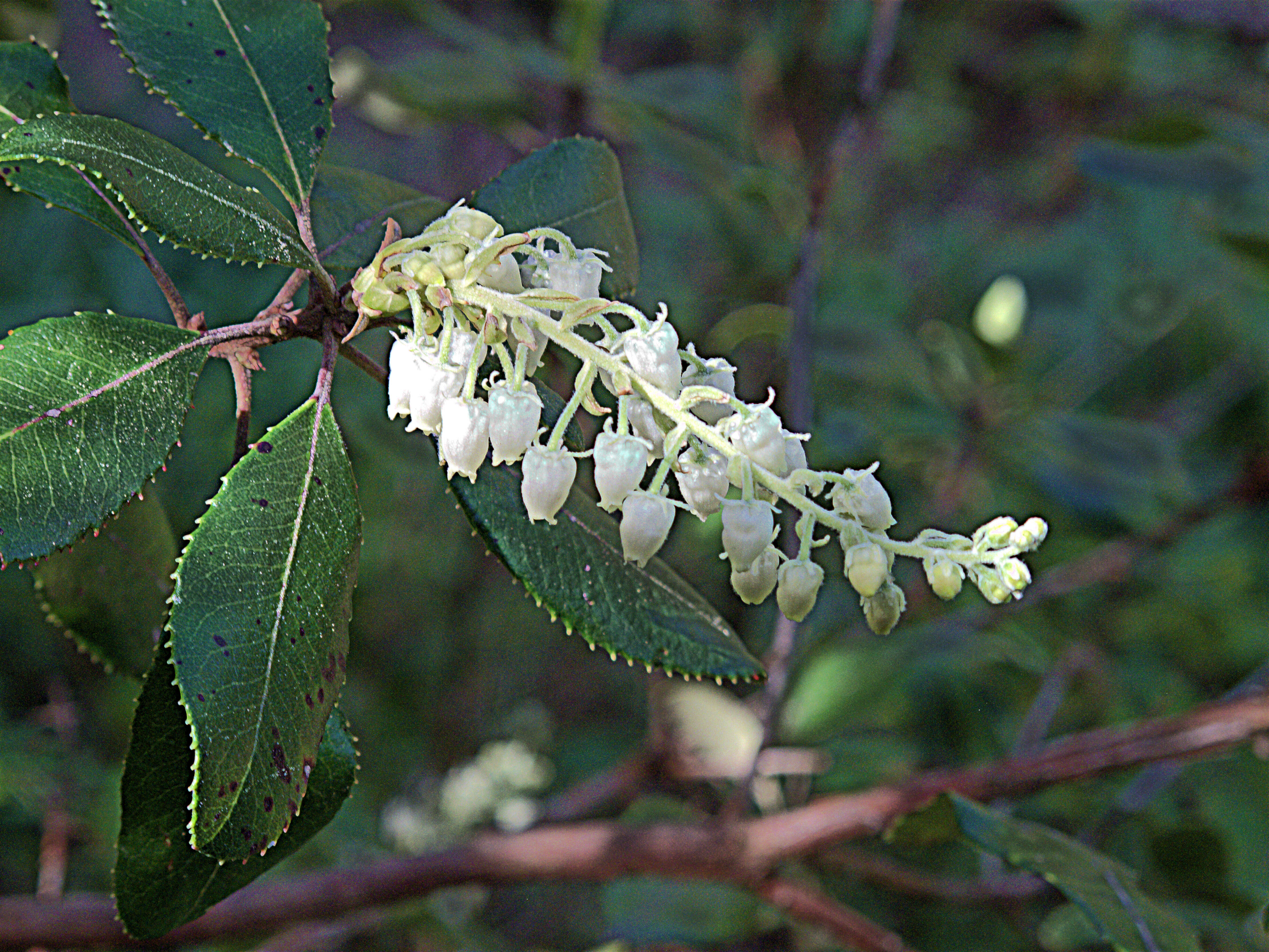 Image of summer holly