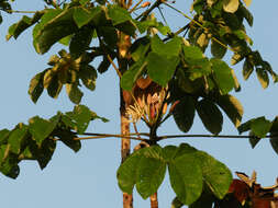 Image of Yagrumo Hembra, Trumpet-Tree