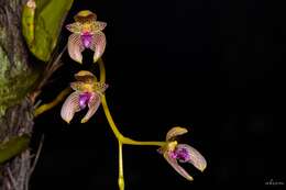 Image de Bulbophyllum anceps Rolfe