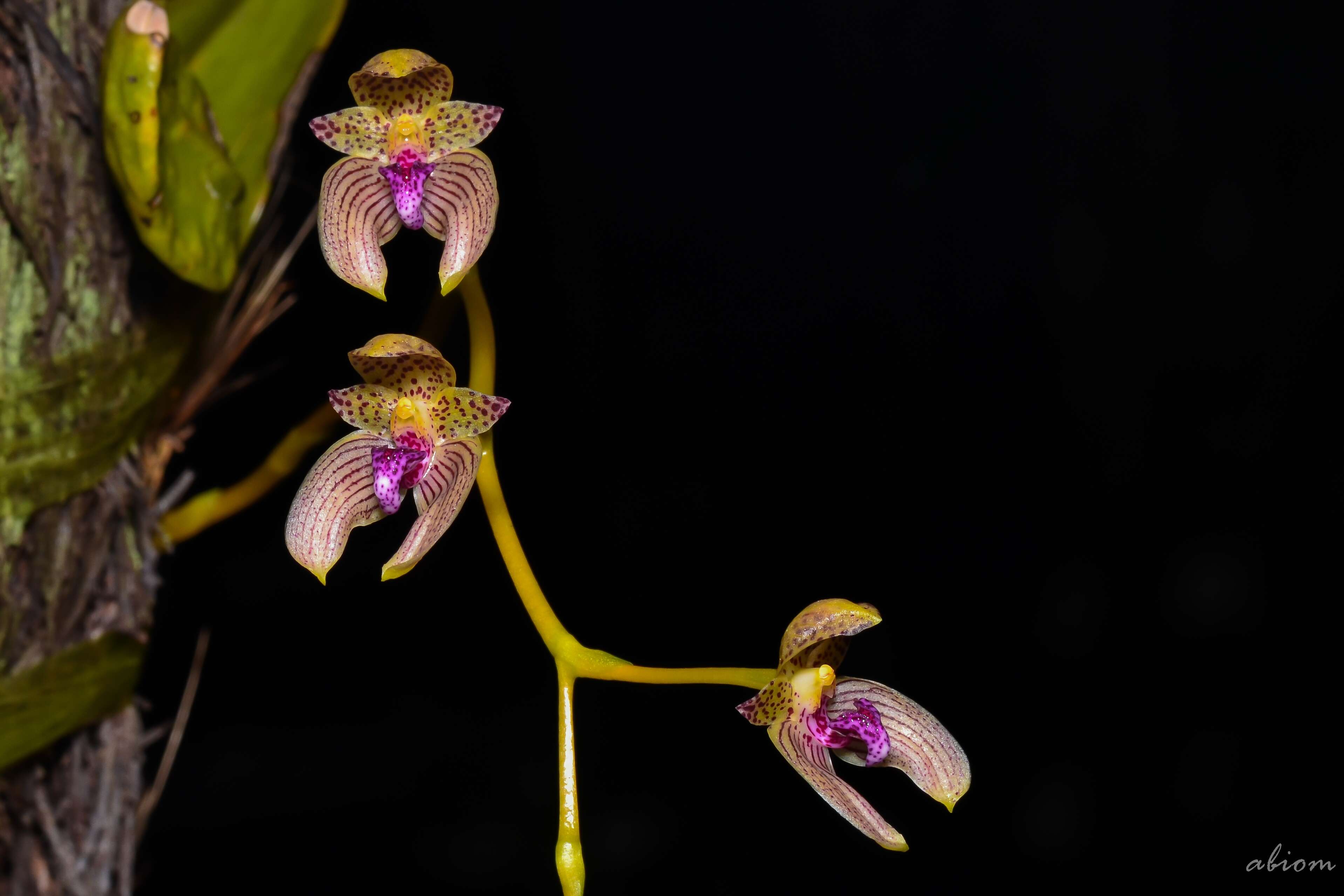 Image de Bulbophyllum anceps Rolfe