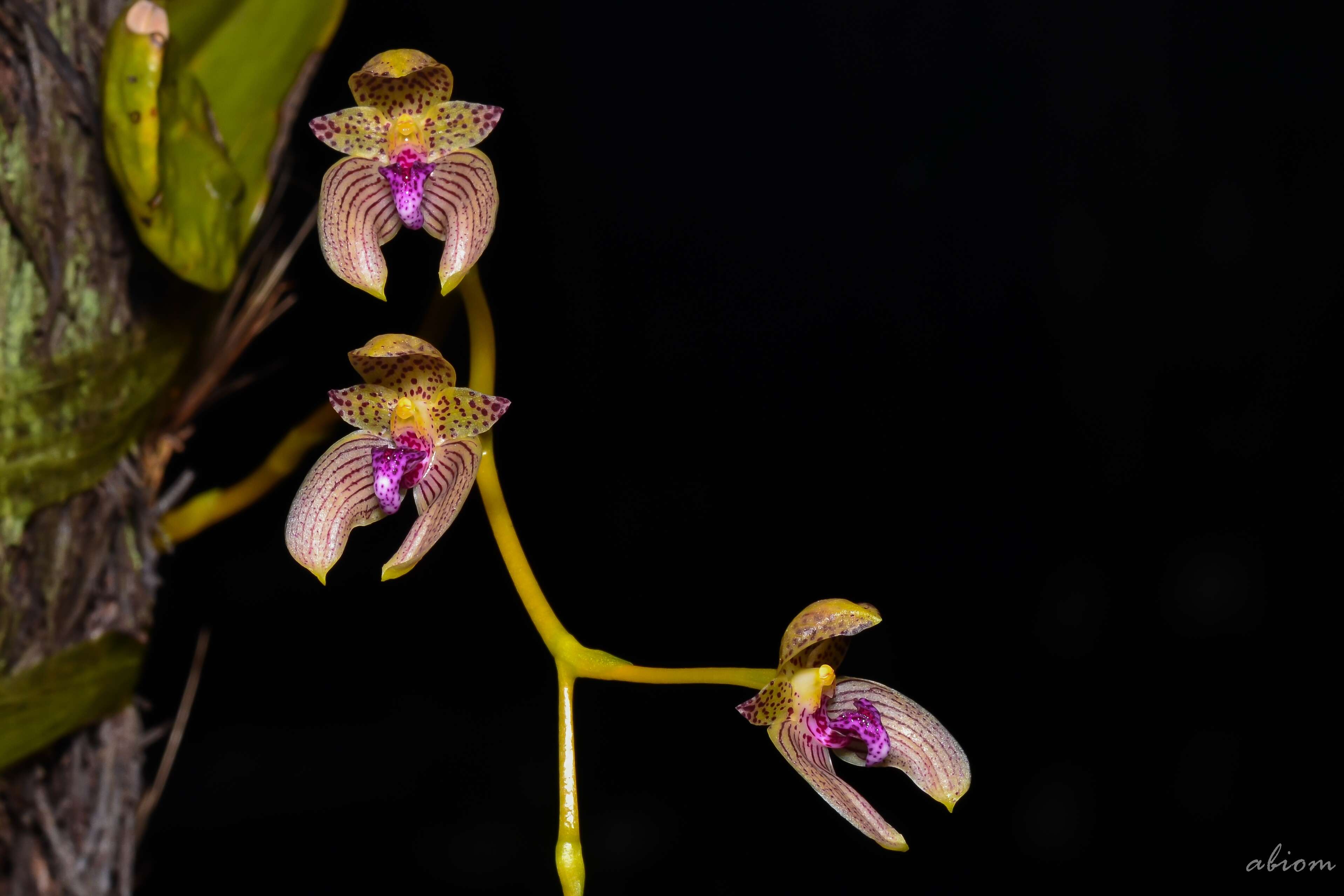 Image of Bulbophyllum anceps Rolfe