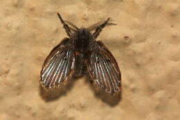 Image of moth flies and sand flies