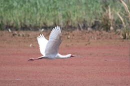 Image of Platalea Linnaeus 1758