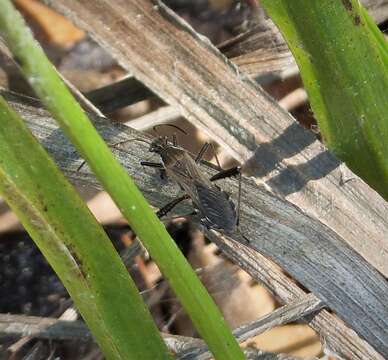 Image of broad-headed bugs