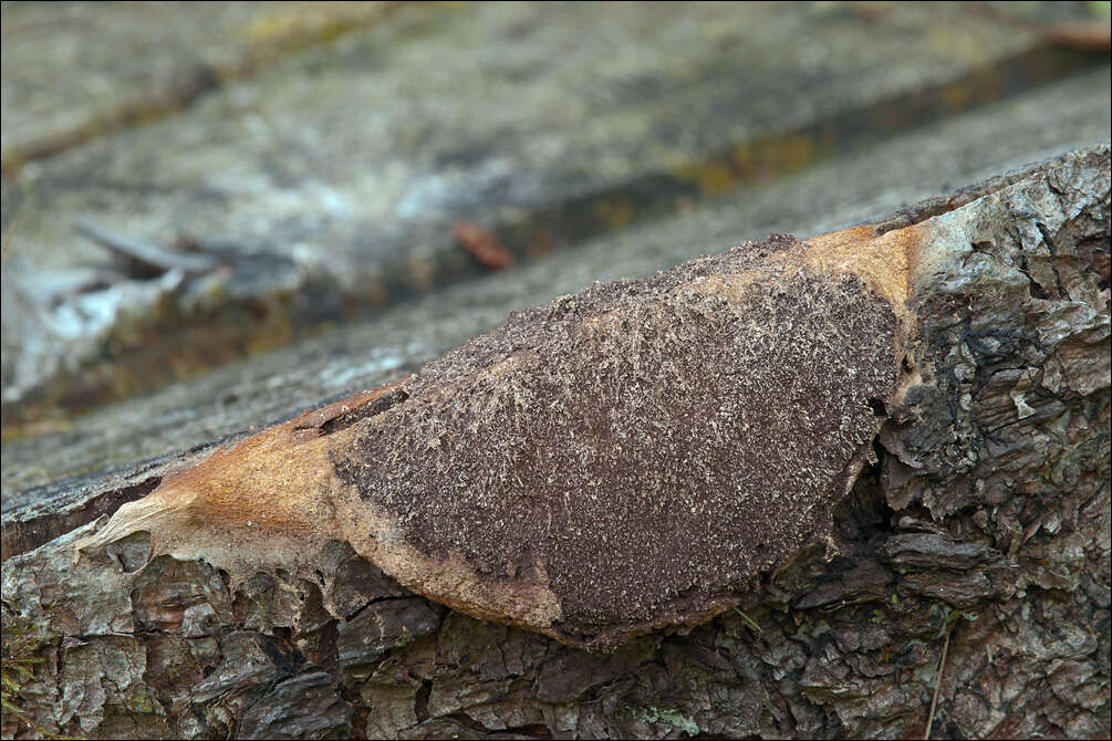 Image of Dog vomit slime mold