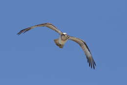 Image of ospreys