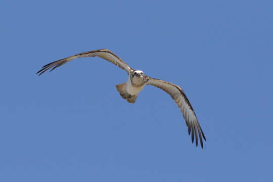 Image of ospreys