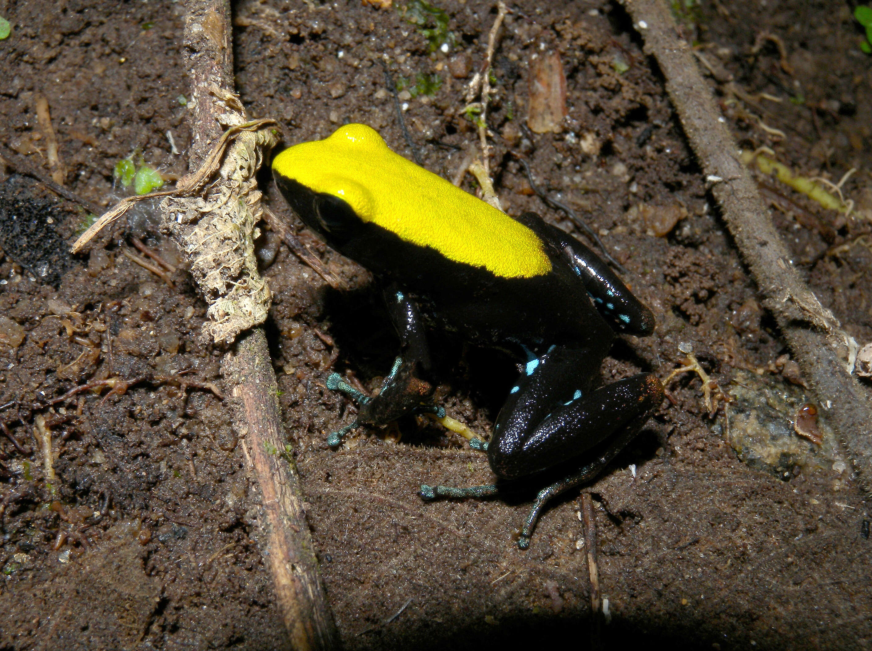 Image of Arboreal Mantella