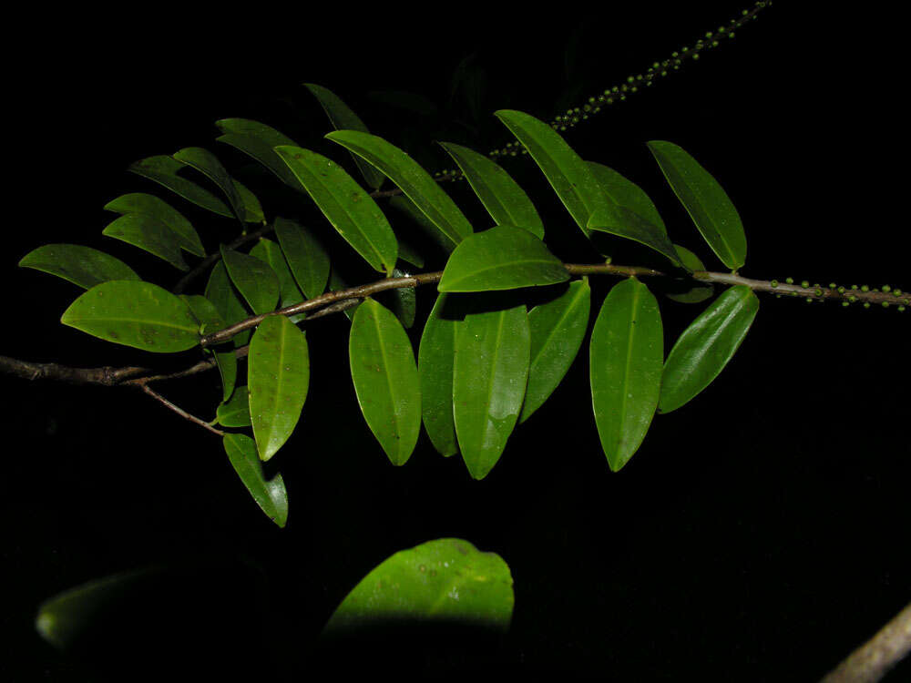 Image of Sarcopera sessiliflora (Triana & Planch.) H. G. Bedell