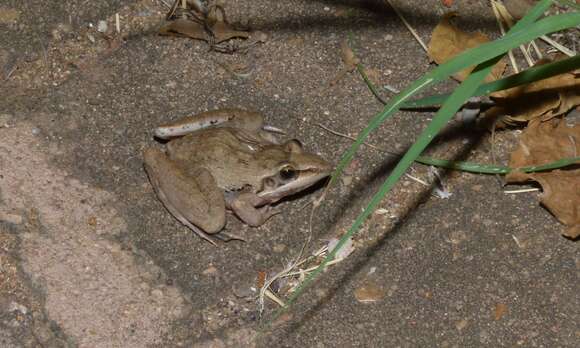 Image of Grassland Frogs