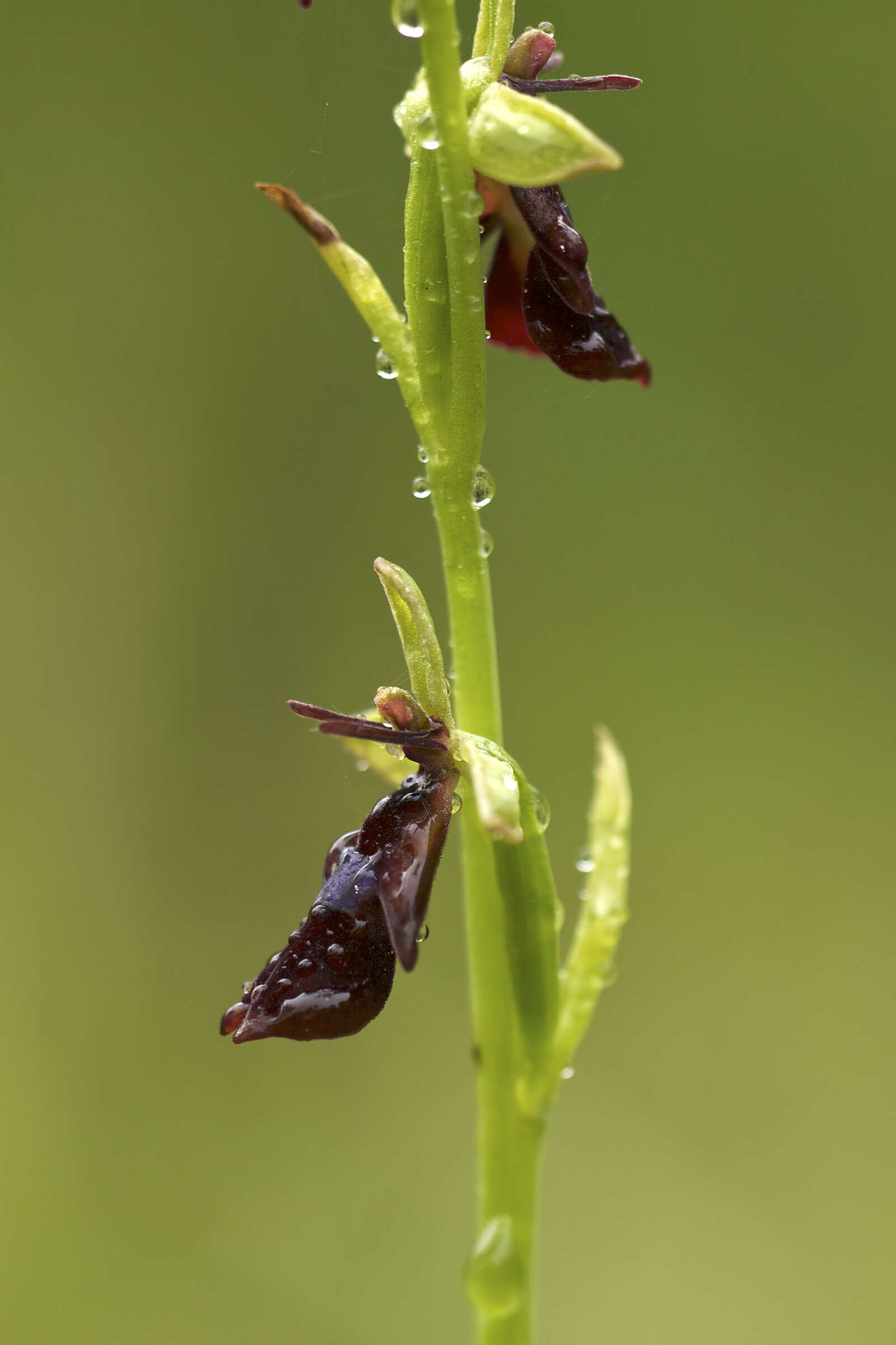 Image of ophrys