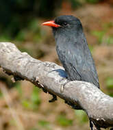 Image of Black-fronted Nunbird