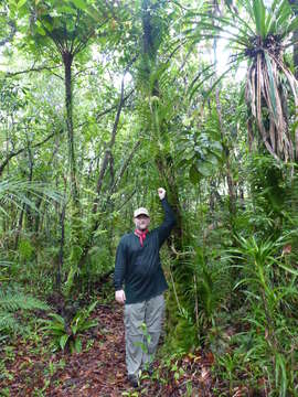 Image of Palau hyacinth-orchid