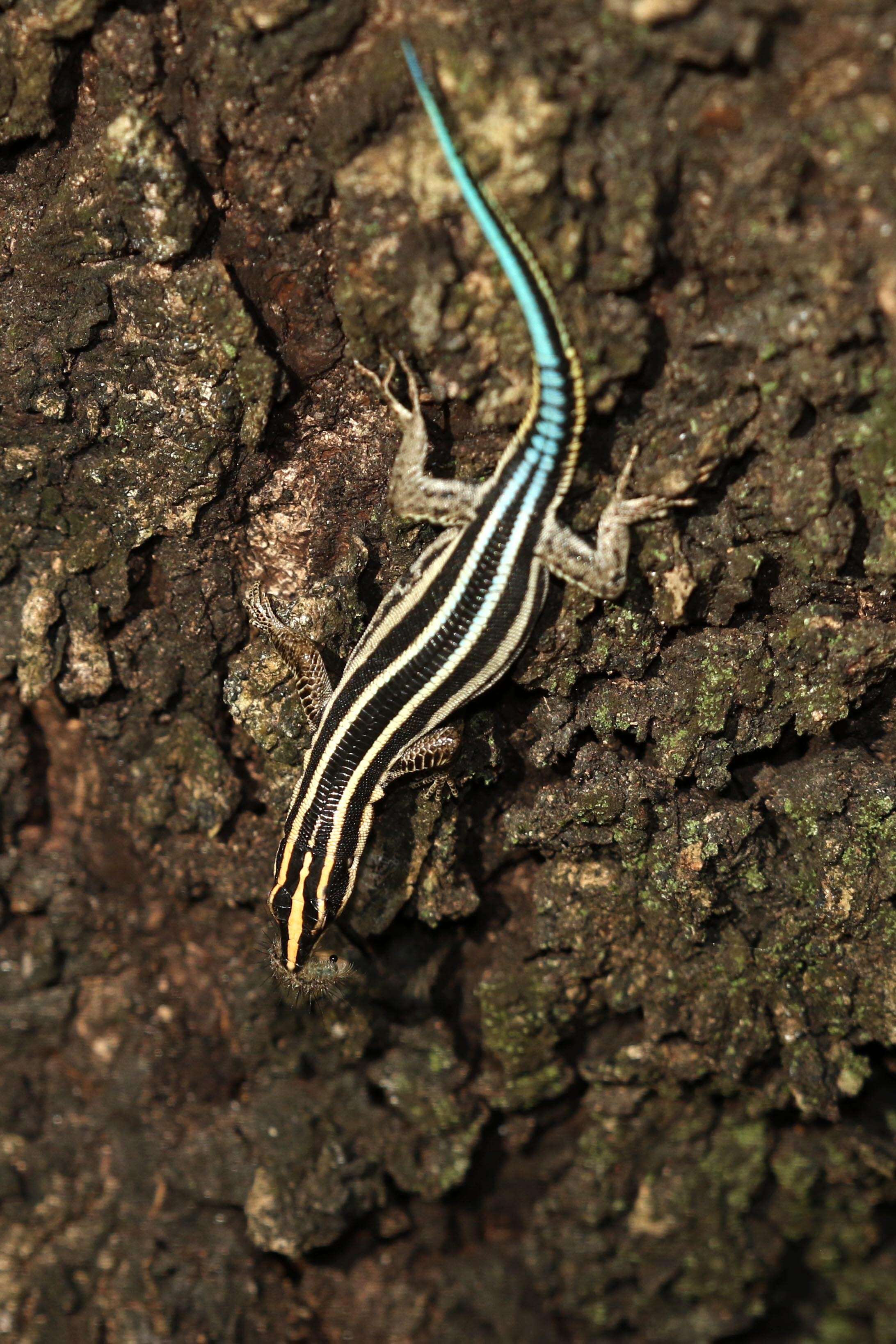 Image de Holaspis