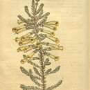 Image of Erica curviflora var. sulphurea (Andr.) H. Bol.