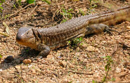 Image of Paraguay Caiman Lizard