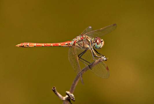 Image of Desert Darter