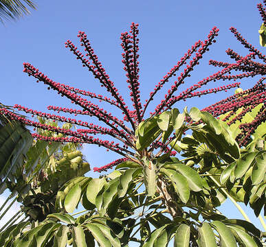 Image of octopus tree